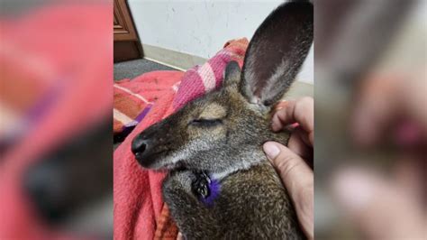 Missing wallaby reunited with owners in Monee